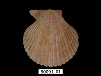 藏品(高貴海扇蛤)的圖片